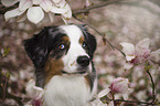 Australian Shepherd Portrait