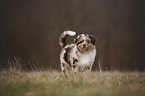 Australian Shepherd Puppy