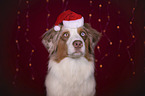 Australian Shepherd Portrait