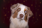 Australian Shepherd Portrait