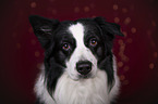 Australian Shepherd Portrait