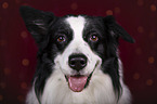 Australian Shepherd Portrait