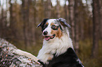 Australian Shepherd Portrait