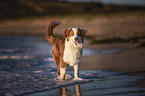 walking Australian Shepherd