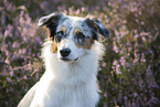 Australian Shepherd Portrait