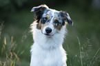 Australian Shepherd Portrait