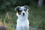 Australian Shepherd Portrait