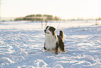 Australian Shepherd