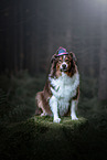 sitting Australian Shepherd