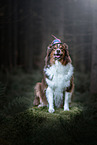 sitting Australian Shepherd