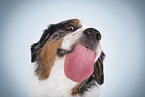 Australian Shepherd Portrait