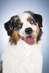 Australian Shepherd Portrait