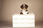 6-weeks old australian shepherd puppy