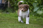 Australian Shepherd Puppy