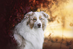 Australian Shepherd Portrait