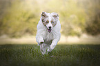 running Australian Shepherd