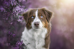 Australian Shepherd Portrait