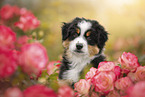 Australian Shepherd Puppy