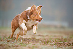 Australian Shepherd in the fog