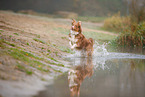 Australian Shepherd in the fog