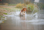 Australian Shepherd in the fog