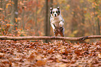 Australian Shepherd in autumn