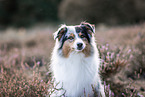 Australian Shepherd at heath