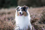 Australian Shepherd at heath