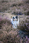 Australian Shepherd at heath