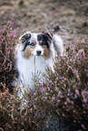 Australian Shepherd at heath