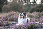 Australian Shepherd at heath