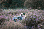 Australian Shepherd at heath