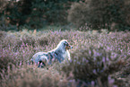 Australian Shepherd at heath