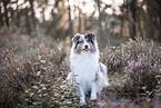 Australian Shepherd at heath