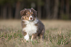 8 weeks old male Australian Shepherd puppy