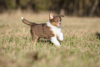 8 weeks old male Australian Shepherd puppy