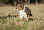 8 weeks old male Australian Shepherd puppy