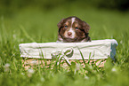 3 weeks old Australian Shepherd puppy