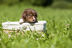 3 weeks old Australian Shepherd puppy