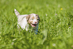 3 weeks old Australian Shepherd puppy