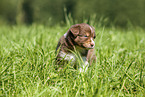 3 weeks old Australian Shepherd puppy