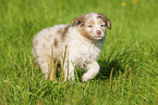 6 weeks old Australian Shepherd puppy