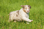 6 weeks old Australian Shepherd puppy