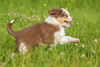 6 weeks old Australian Shepherd puppy