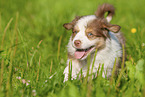 6 weeks old Australian Shepherd puppy