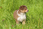 6 weeks old Australian Shepherd puppy