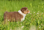 6 weeks old Australian Shepherd puppy