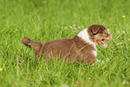 6 weeks old Australian Shepherd puppy