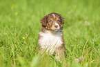 6 weeks old Australian Shepherd puppy