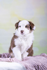 Australian Shepherd puppy